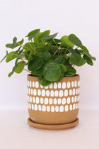 Tessa Dot Planter with Saucer Mocha - Sydney's Plant Market