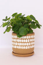 Load image into Gallery viewer, Tessa Dot Planter with Saucer Mocha
