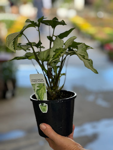 Syngonium Three Kings Sydney's Plant Market