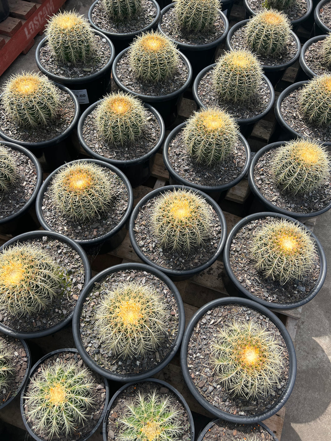 Echinocactus Grusonii (Golden Barrel Cactus)