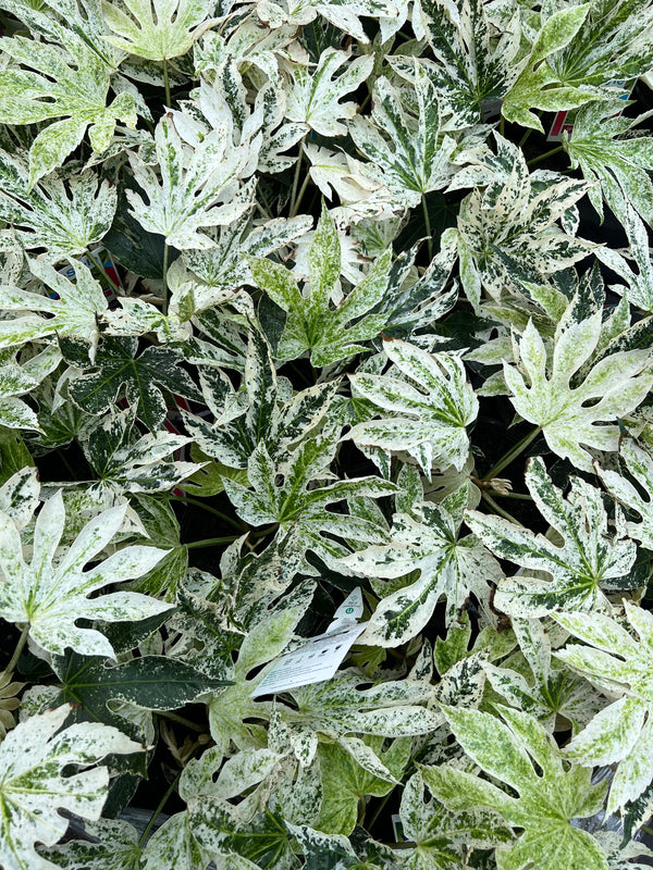 Fatsia Japonica Spiders Web Sydney's Plant Market