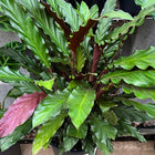 Calathea rufibarba - Furry Feather Sydney's Plant Market