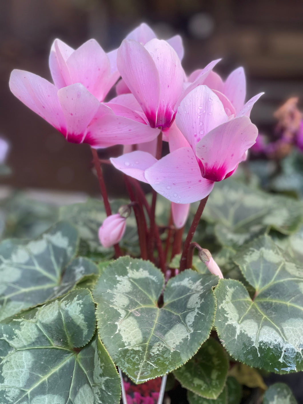 Cyclamen - Assorted Mixed Colours