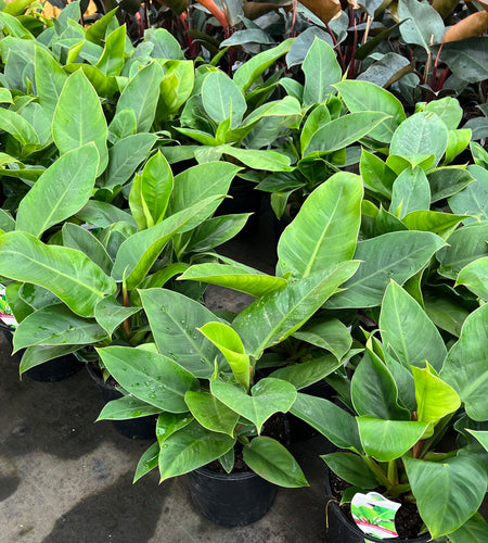 Philodendron Imperial Green Sydney's Plant Market