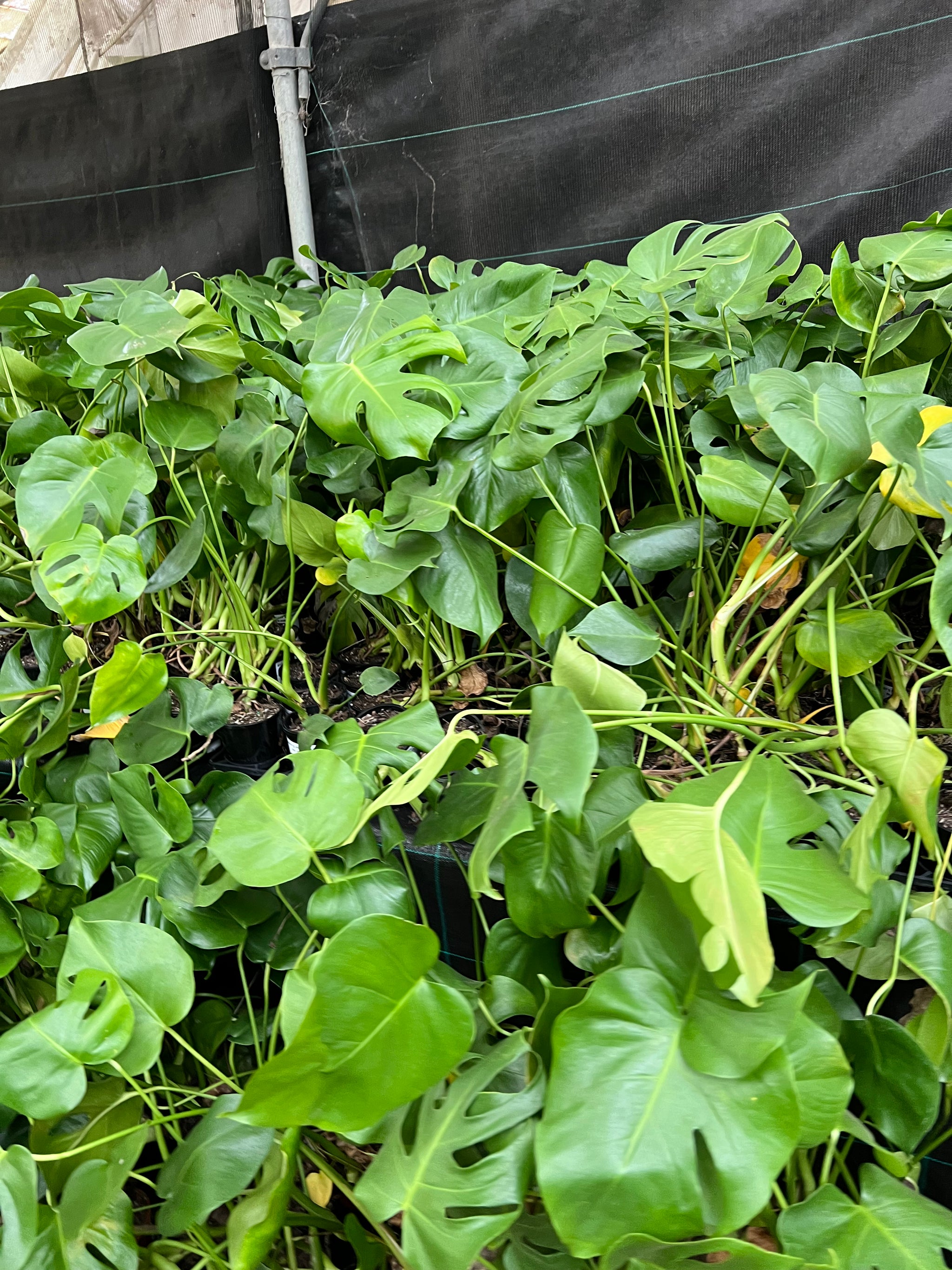 buy monstera deliciosa sydney MONSTERA DELICIOSA – Sydney's Plant Market