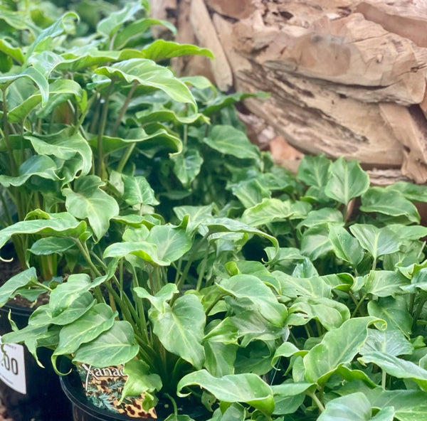 PHILODENDRON XANADU - Sydney's Plant Market