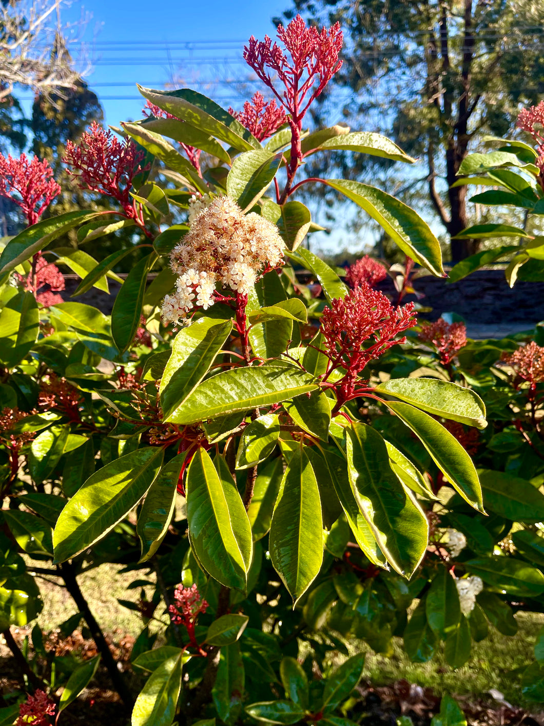 Photinia Red Robin