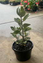 KALANCHOE 'SILVER SPOONS' Sydney's Plant Market