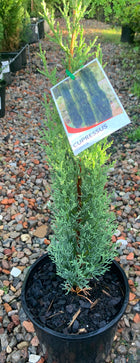 Cupressus sempervirens - Italian Pencil Pine (Glauca) - Sydney's Plant Market
