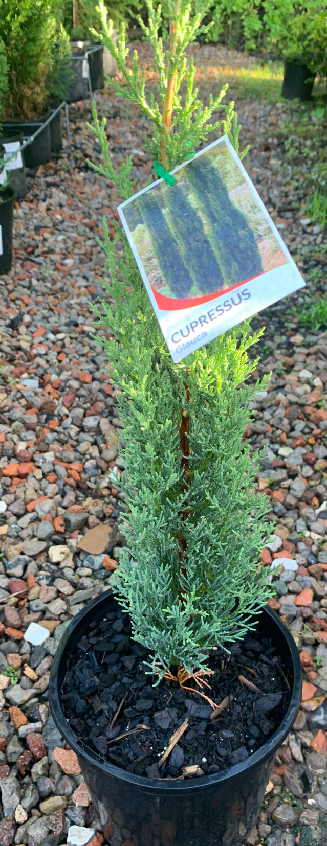 Cupressus sempervirens - Italian Pencil Pine (Glauca)