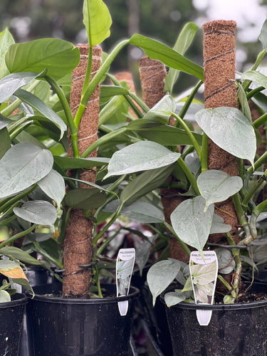 Philodendron Silver Sword Totem Sydney's Plant Market