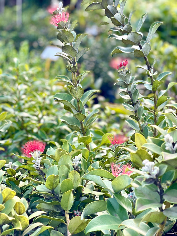 METROSIDEROS THOMASII - NZ XMAS BUSH - Sydney's Plant Market