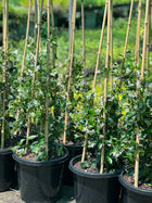 TRACHELOSPERMUM JASMINOIDES - STAR JASMINE - Sydney's Plant Market