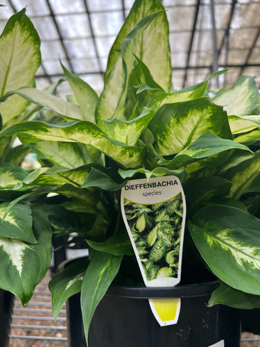 Diffenbachia Camile Sydney's Plant Market