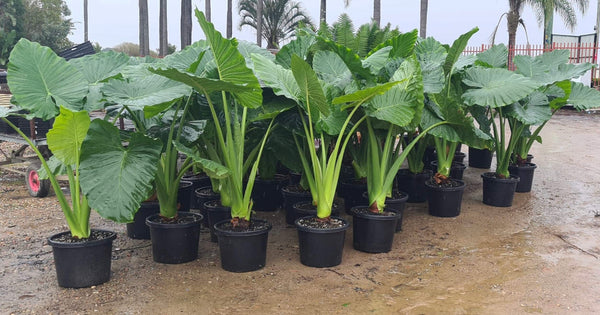 ALOCASIA MACRORRHIZA - GIANT TARO - Sydney's Plant Market