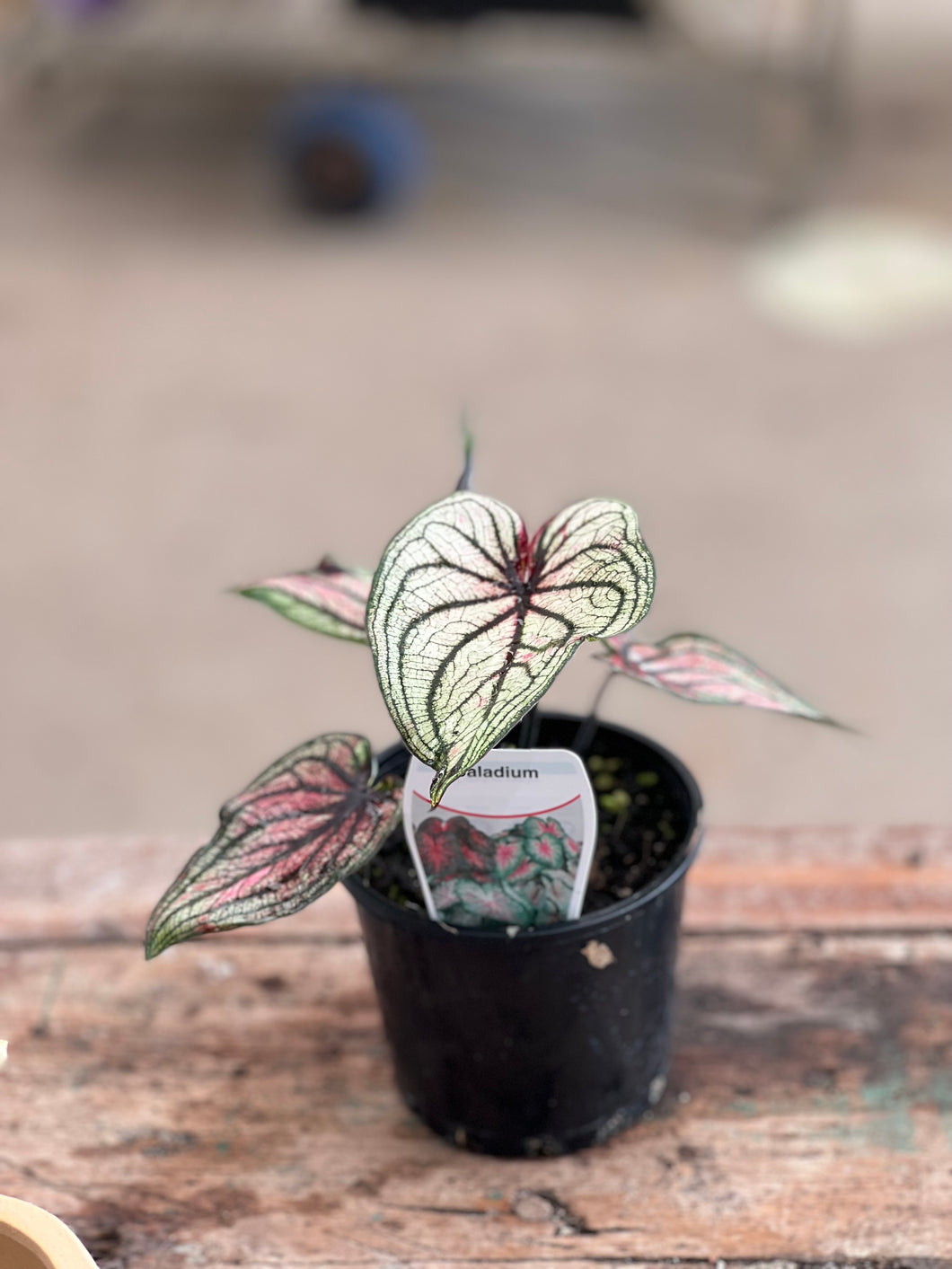 Caladium - Good Luck