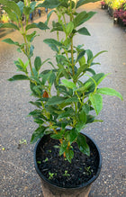 Viburnum Tinus - Sydney's Plant Market