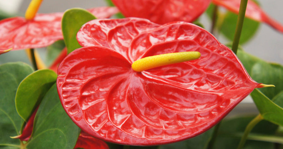 Anthurium Andraeanum - Mixed Colours Sydney's Plant Market