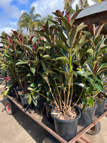 Ficus Melany - Rubber Plant Sydney's Plant Market