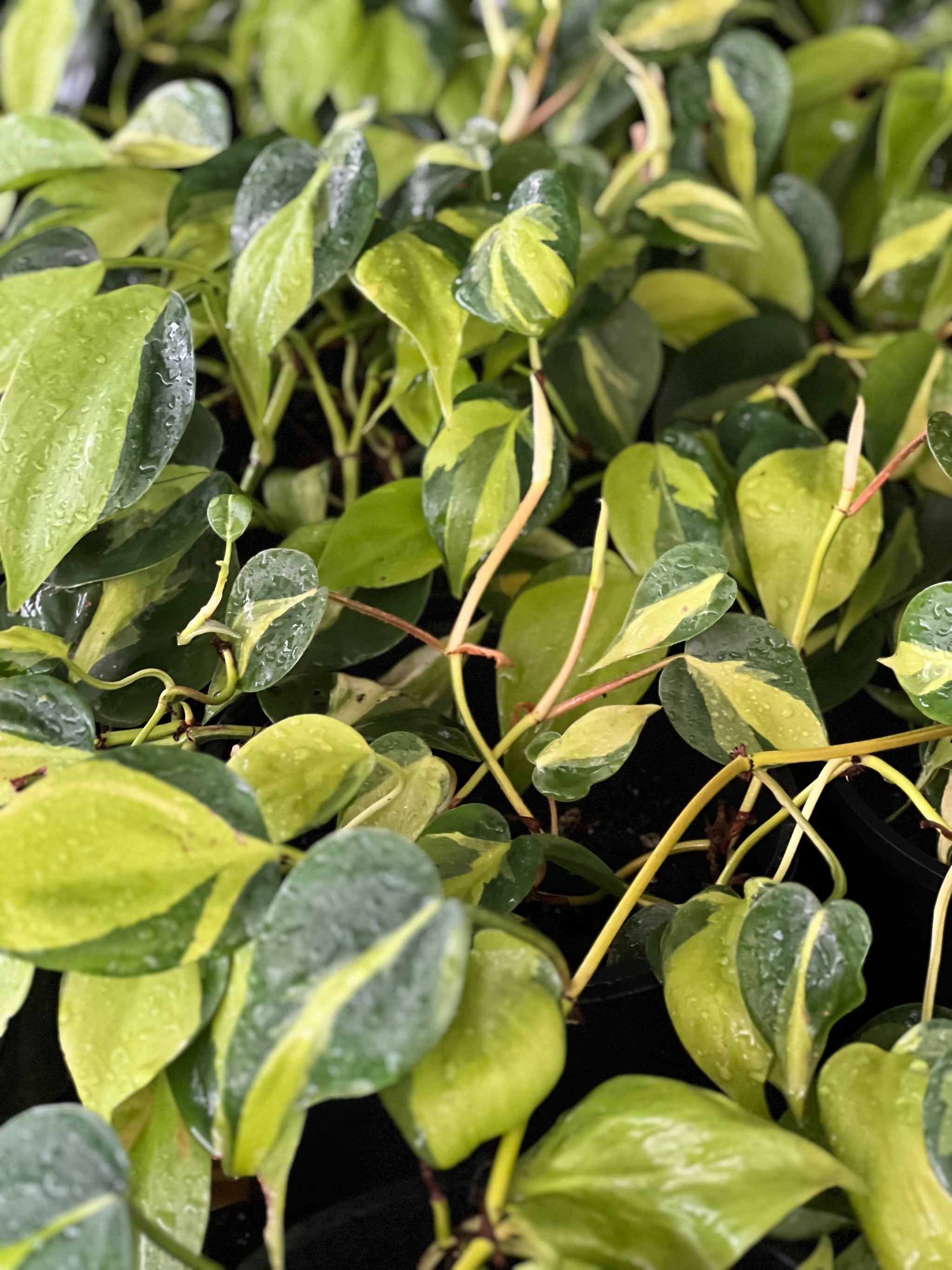 PHILODENDRON BRAZIL – Sydney's Plant Market