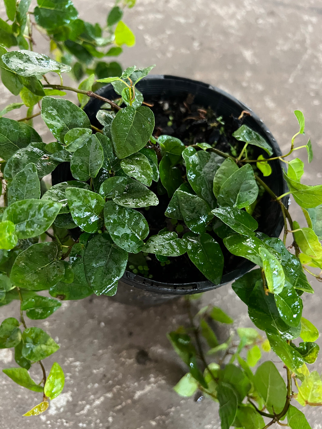 Ficus Pumila Green - climbing fig