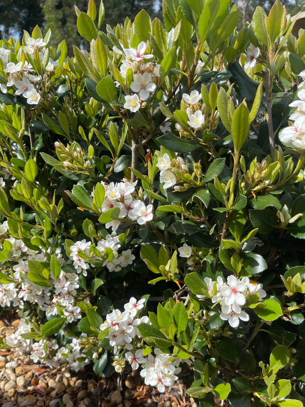 RHAPHIOLEPIS - INDIAN HAWTHORN - Sydney's Plant Market