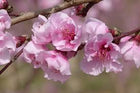 Peach Dwarf Tree - Prunus Persica Sydney's Plant Market