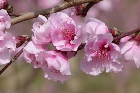 Peach Dwarf Tree - Prunus Persica Sydney's Plant Market