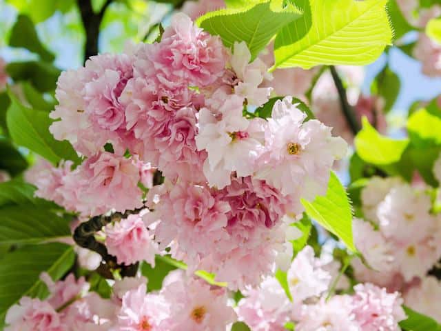 Flowering Cherry - Prunus Kanzan