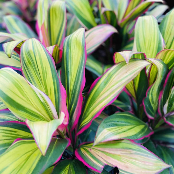 Cordyline Fruticosa Kiwi Sydney's Plant Market
