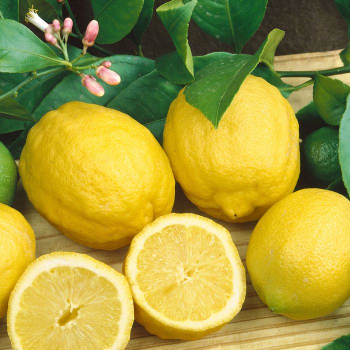 Lemon Eureka Tree Citrus
