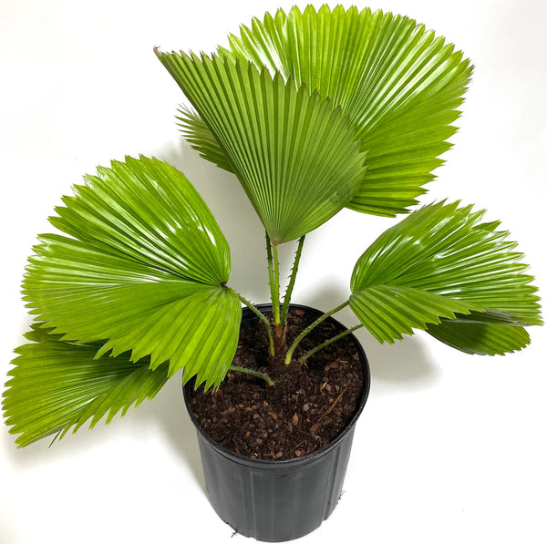 LICUALA GRANDIS Sydney's Plant Market
