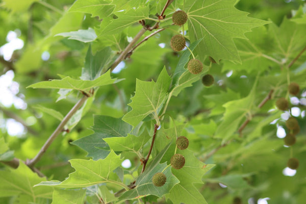 Platanus ‘London Plane Tree’ Sydney's Plant Market