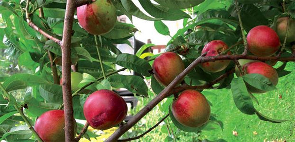 Prunus ‘Goldmine’ Nectarine Sydney's Plant Market