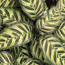 Calathea Makoyana - Peacock Plant Sydney's Plant Market