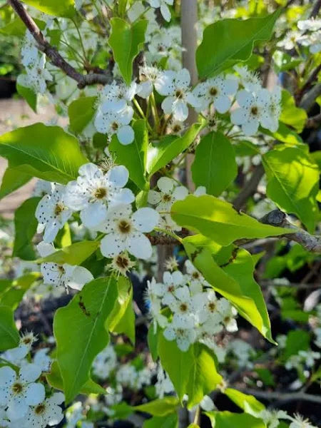 Pyrus ‘Manchurian’ Ornamental Pear Sydney's Plant Market