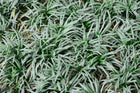 OPHIOPOGON JAPONICUS - DWARF MONDO GRASS - Sydney's Plant Market