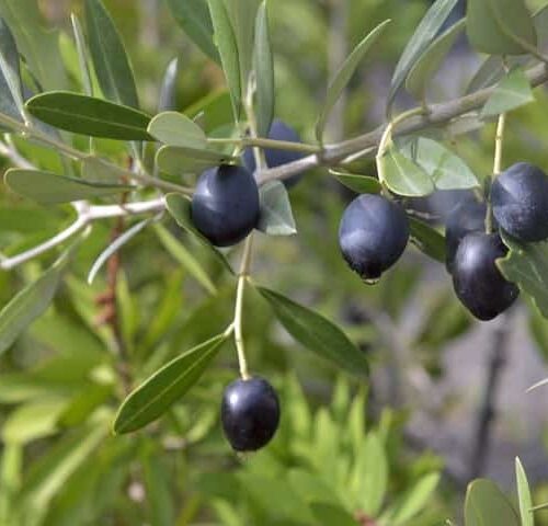 Olive Kalamata Sydney's Plant Market