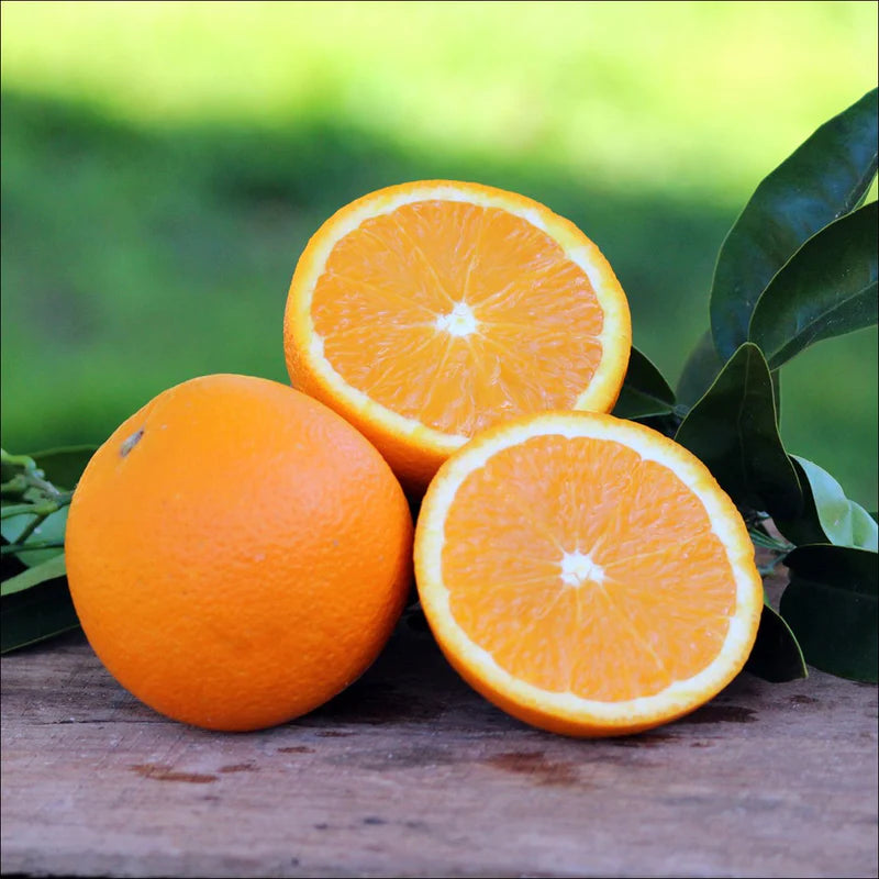 Citrus Orange Washington navel