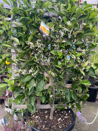 Orange Citrus Washington Navel Sydney's Plant Market