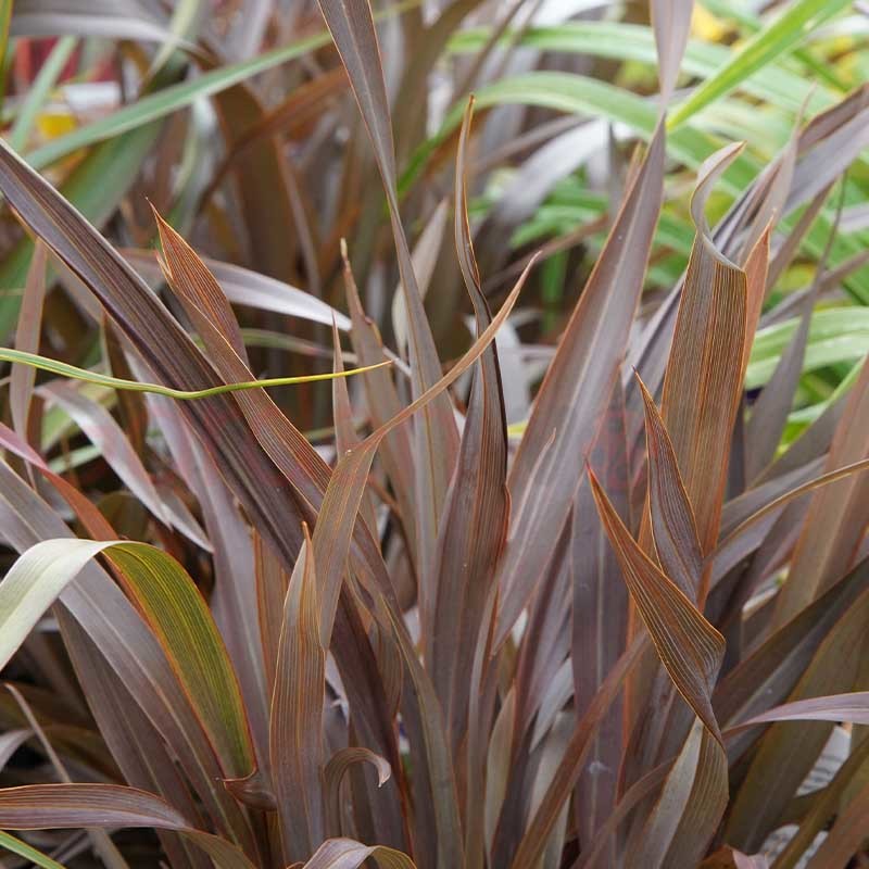 Phormium Bronze Mist - NZ Flax