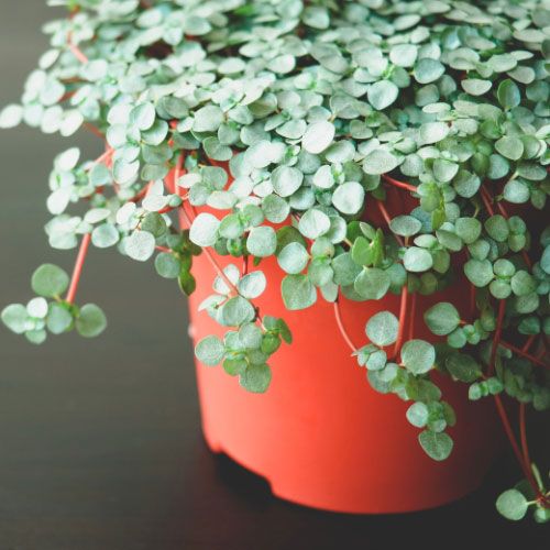 Pilea Silver Sprinkles 170mm Sydney's Plant Market
