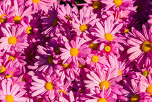 Load image into Gallery viewer, Argyranthemum frutescens - Federation Daisy (Assorted colours)
