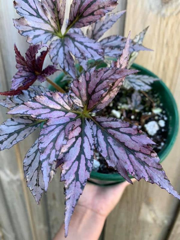 Begonia Pizzaz Sydney's Plant Market