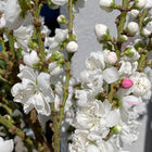 Peach Dwarf Tree - Prunus Persica Sydney's Plant Market