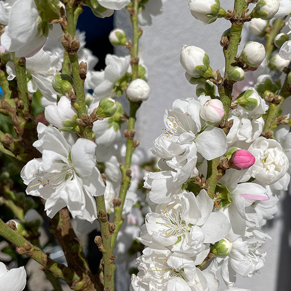 Peach Dwarf Tree - Prunus Persica Sydney's Plant Market