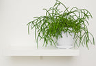 Rhipsalis - Sydney's Plant Market