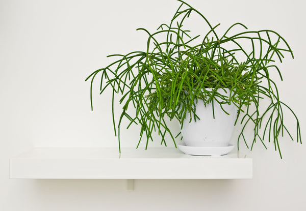 Rhipsalis - Sydney's Plant Market