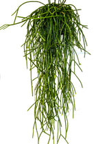 Rhipsalis - Sydney's Plant Market