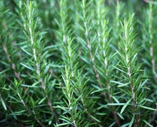 Load image into Gallery viewer, Rosemary - Rosmarinus officinalis
